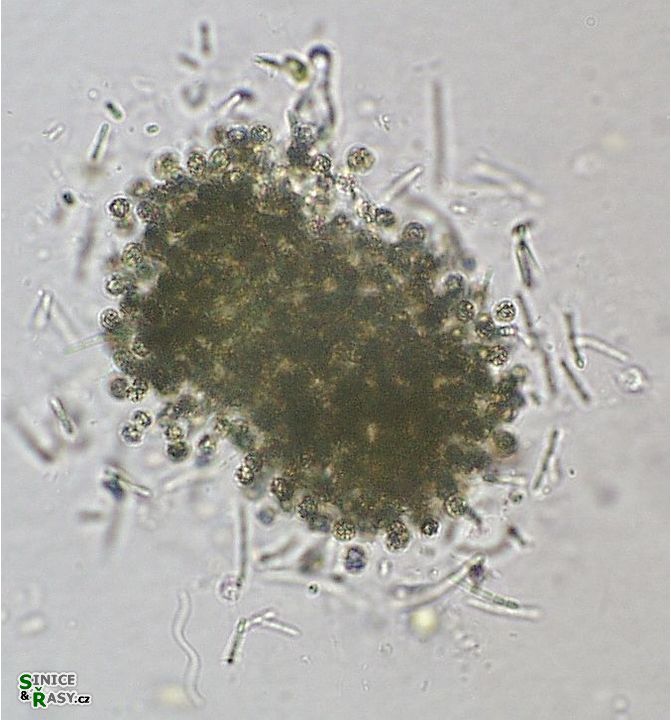 Pseudanabaena mucicola