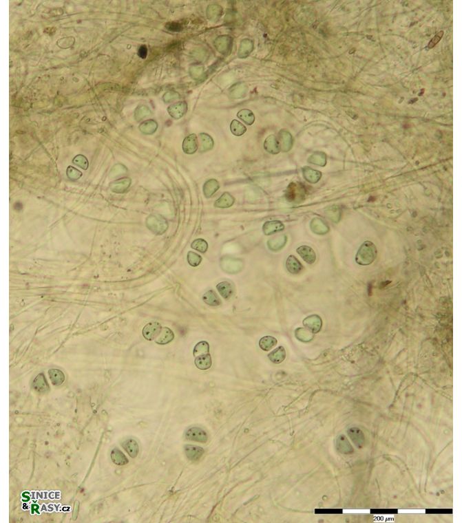 Chroococcus deltoides