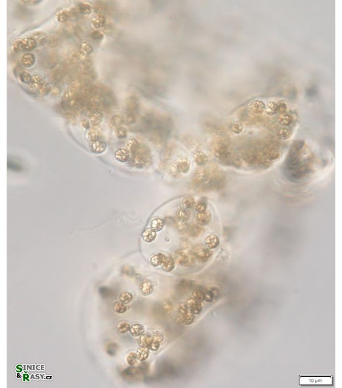 Microcystis wessenbergii