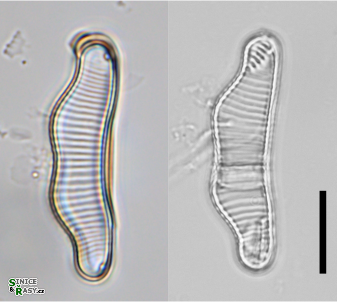 Eunotia islandica