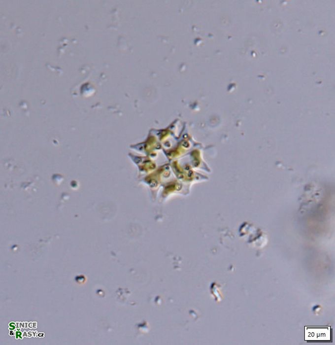 Stauridium tetras var. apiculatum