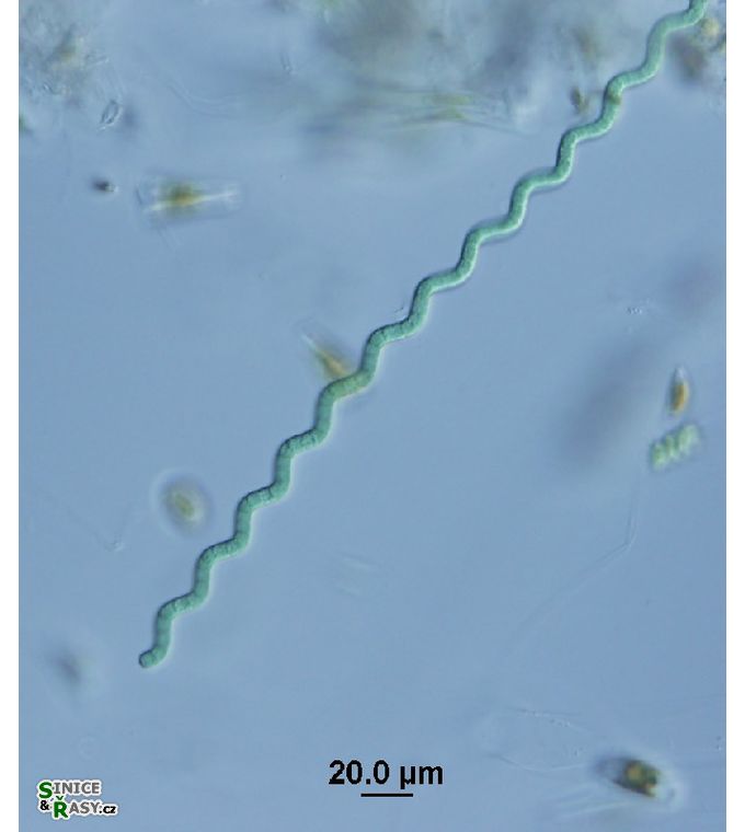 Arthrospira jenneri