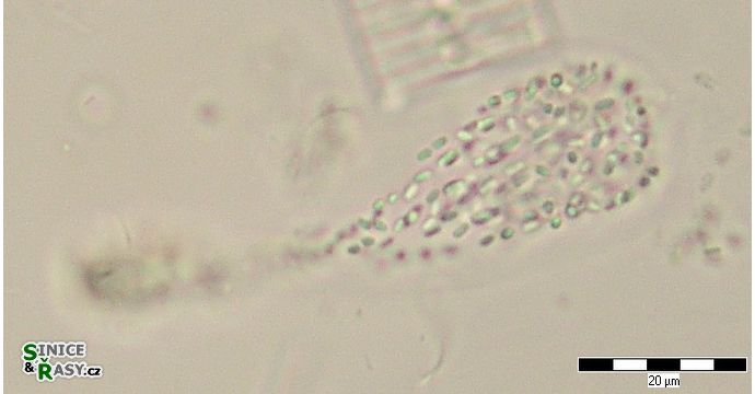 Cyanodictyon turfosum