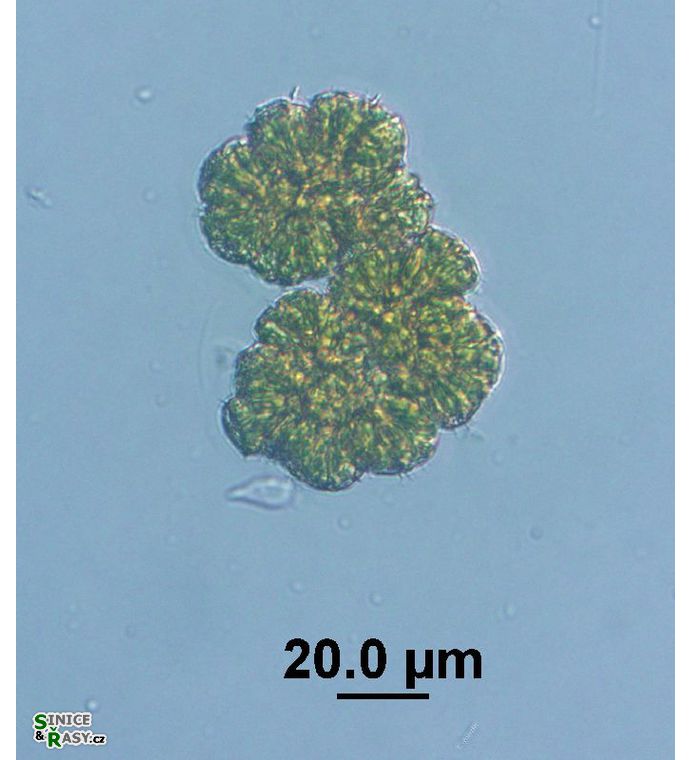 Botryococcus neglectus 