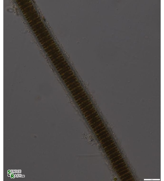 Limnoraphis hieronymusi