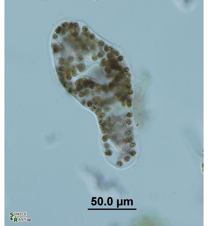 Aphanocapsa parasitica