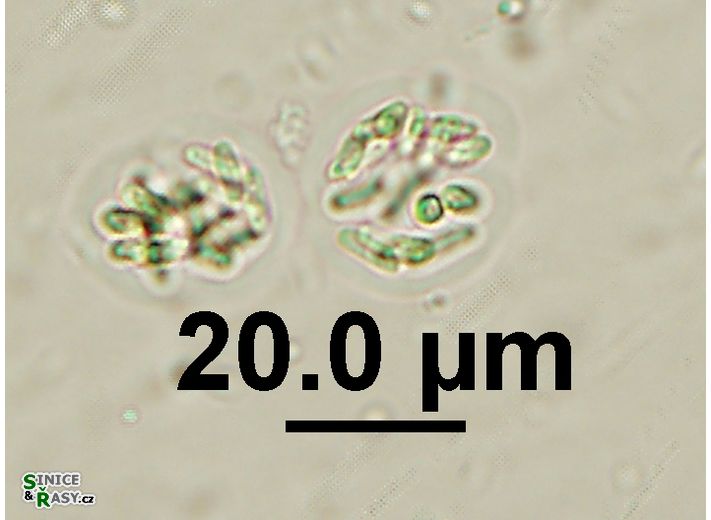 Rhabdogloea linearis