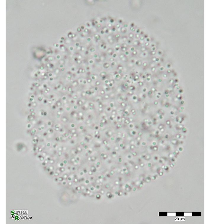 Aphanocapsa delicatissima