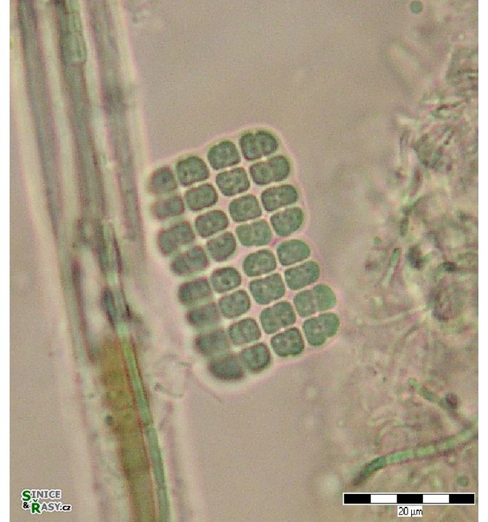 Merismopedia sphagnicola