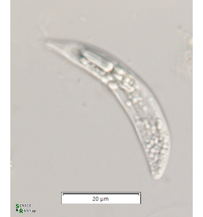 Menoidium pellucidum var. pellucidum