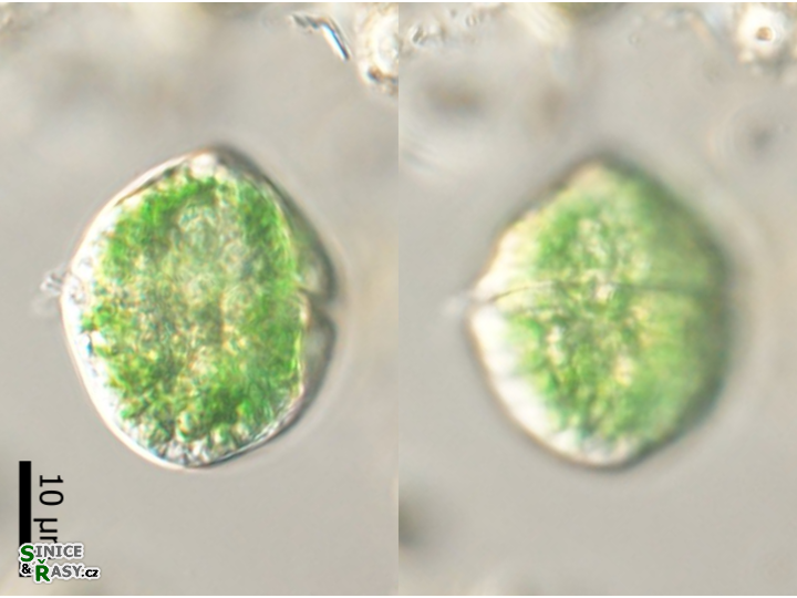 Nusuttodinium aeruginosum