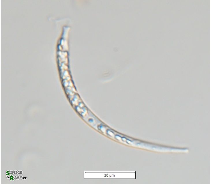 Menoidium tortuosum
