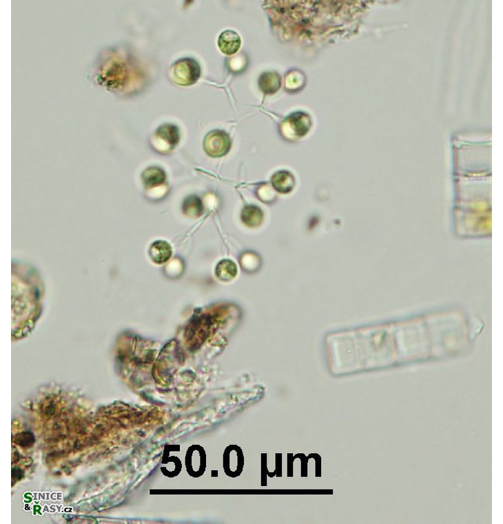 Dictyosphaerium cf. granulatum