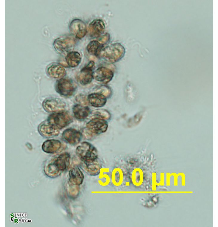Chlorodesmos hispida