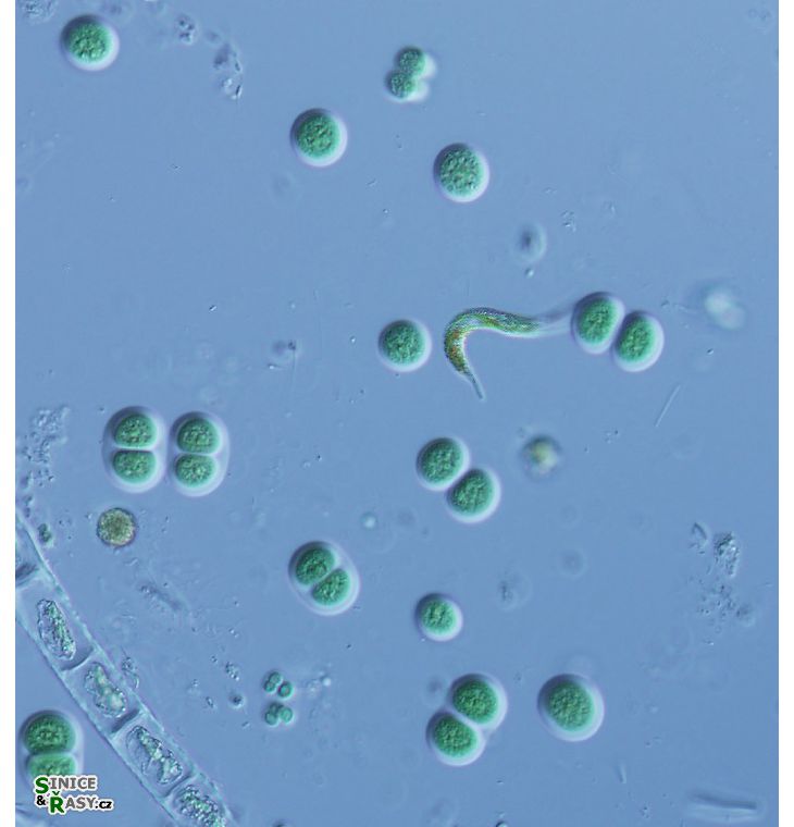 Chroococcus obliteratus