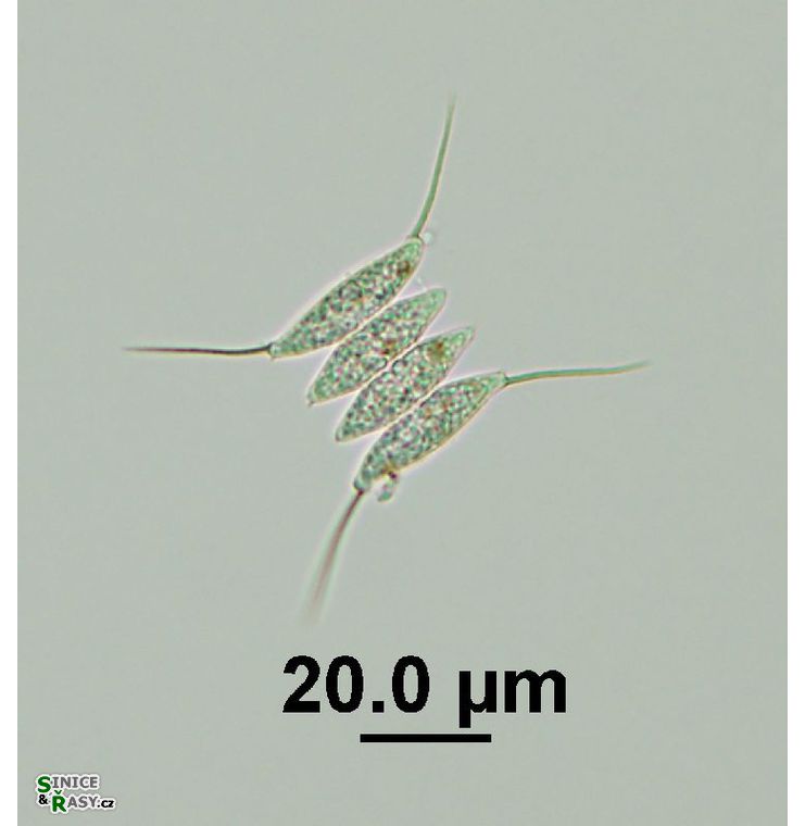 Desmodesmus opoliensis var. mononensis