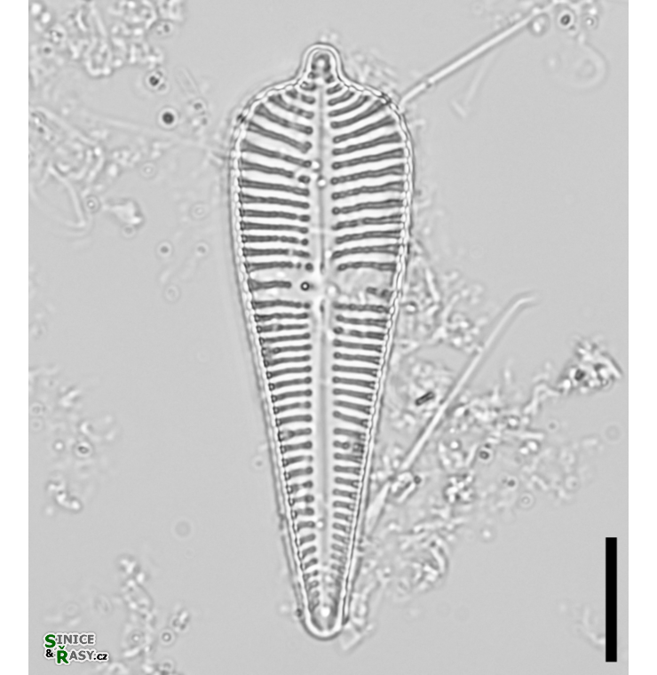 Gomphonema augur