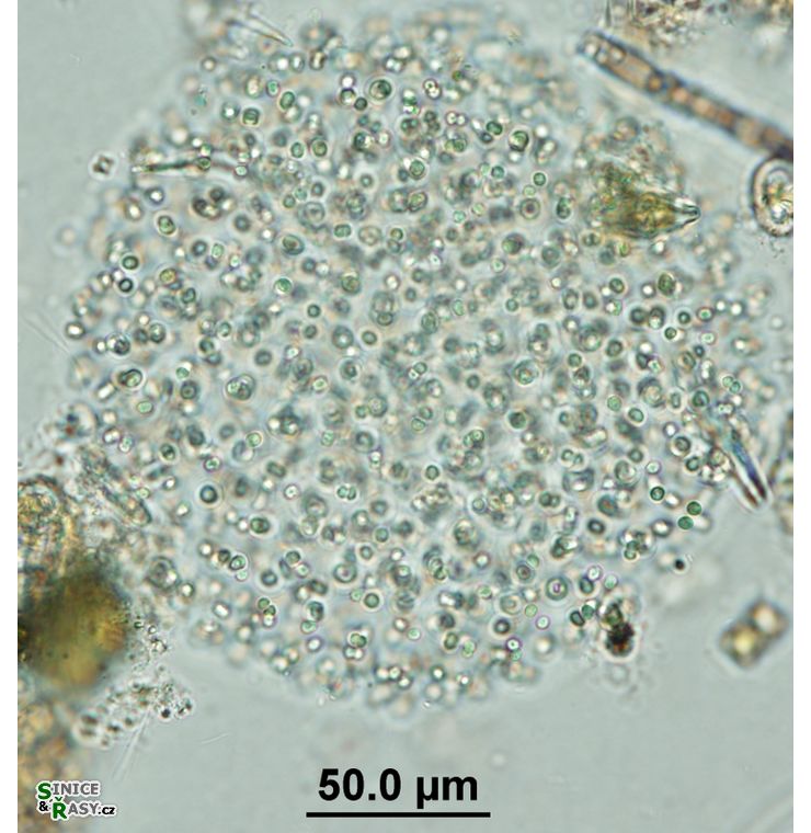 Aphanocapsa grevillei