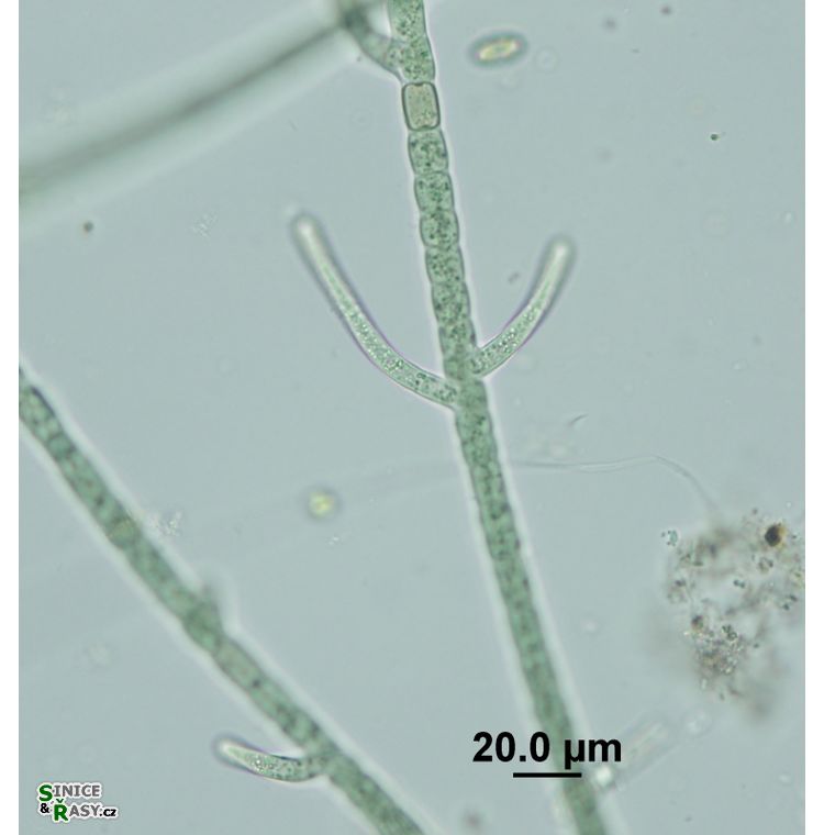 Hapalosiphon fontinalis