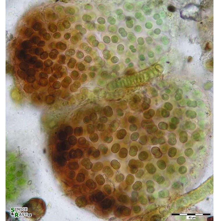 Gloeocapsopsis dvorakii