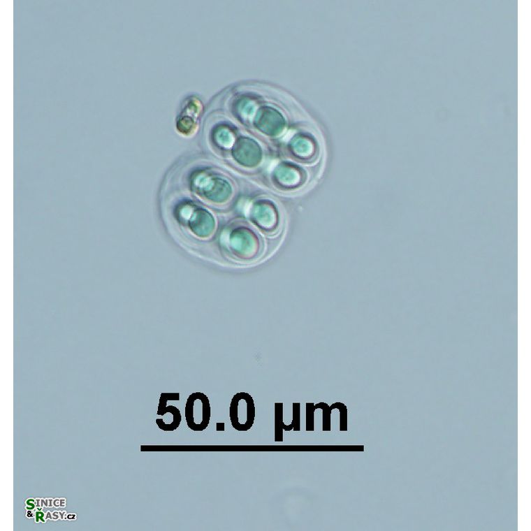 Gloeothece membranacea