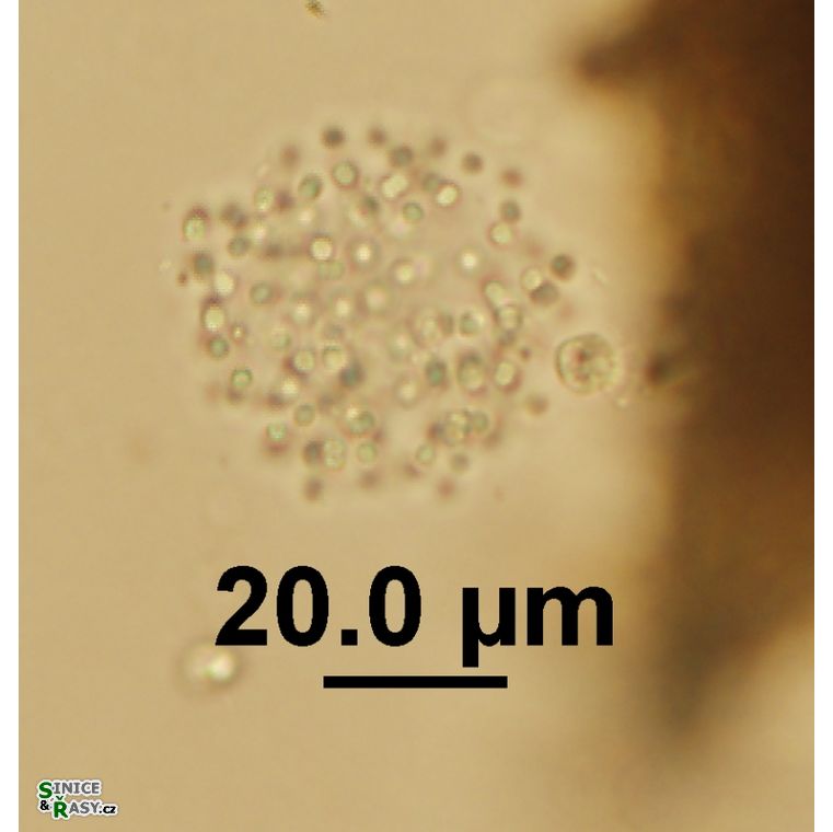 Aphanocapsa conferta