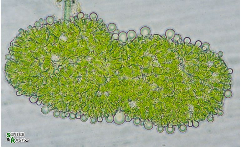 Botryococcus australis