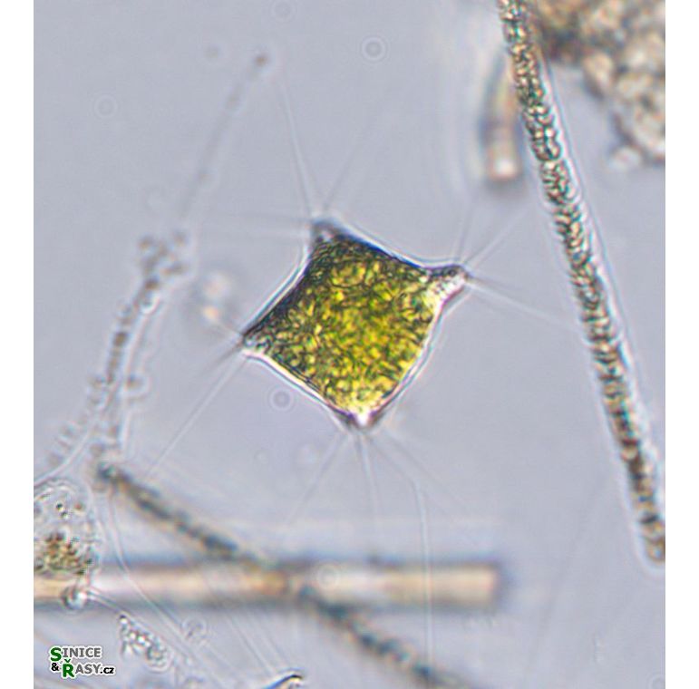 Polyedriopsis spinulosa