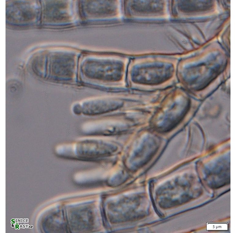 Chamaesiphon confervicola