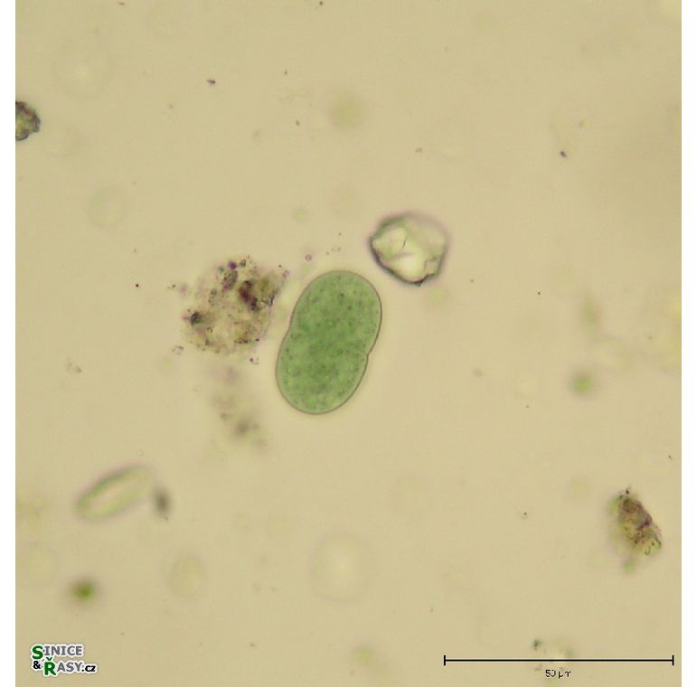 Cyanothece aeruginosa