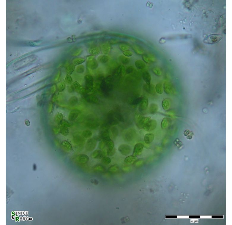Eremosphaera viridis