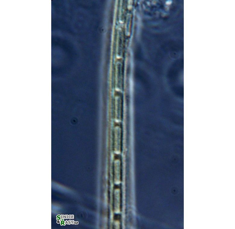 Wolskyella cf. australis