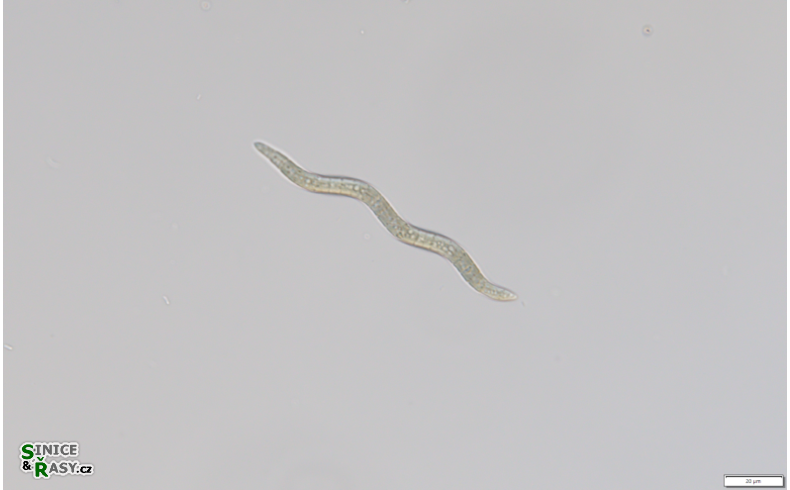 Planktothricoides raciborskii