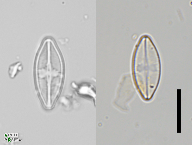 Psammothidium rechtense