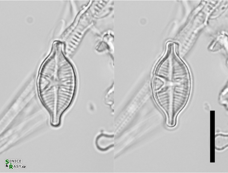 Skabitchewskia peragalloi
