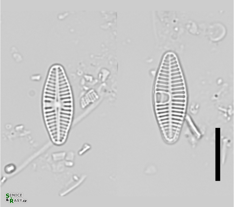 Planothidium frequentissimum