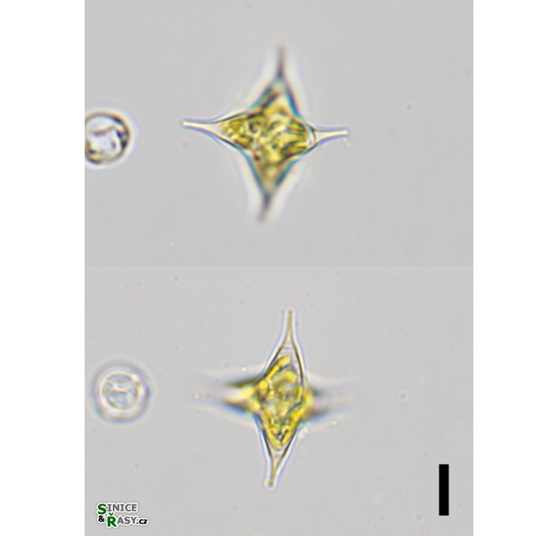 Tetraplektron laevis 