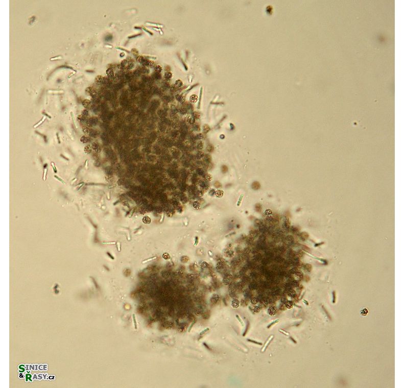 Pseudanabaena mucicola