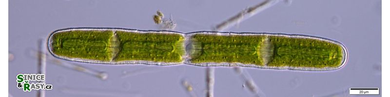 Penium margaritaceum
