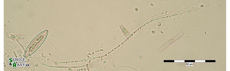 Wolskyella floridana