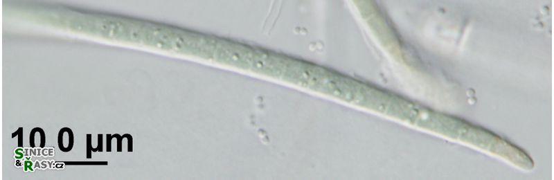 Scytonematopsis