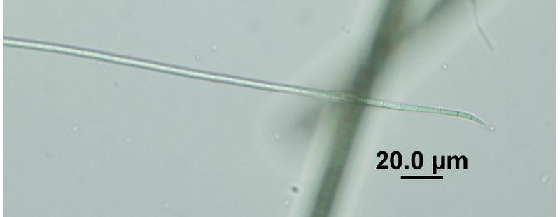 Geitlerinema splendidum