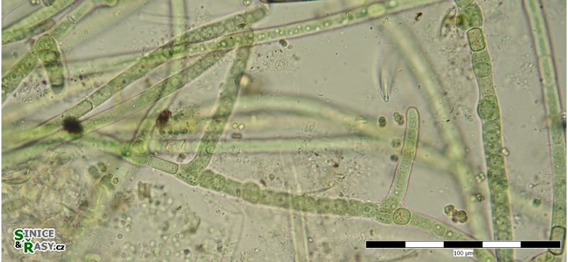 Hapalosiphon fontinalis