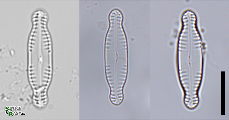 Pinnularia schroeterae