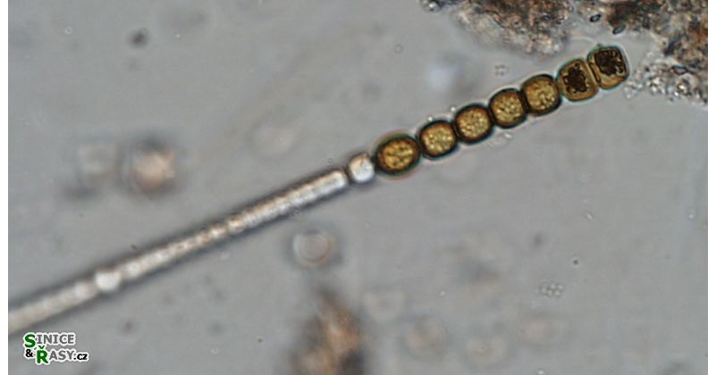 Nodularia moravica