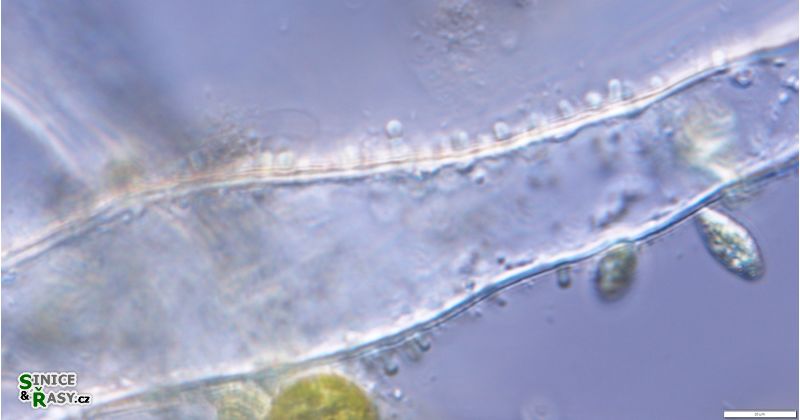 Geitleribactron periphyticum
