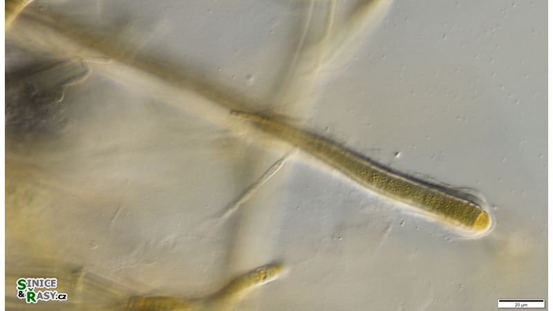 cf. Scytonematopsis