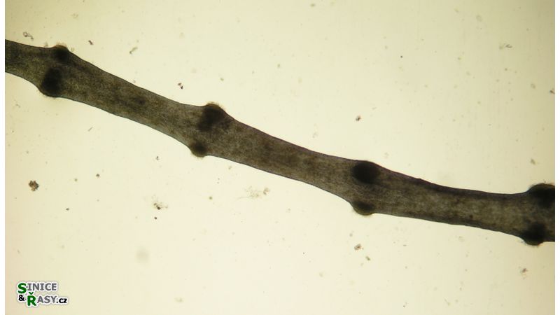 Lemanea fluviatilis