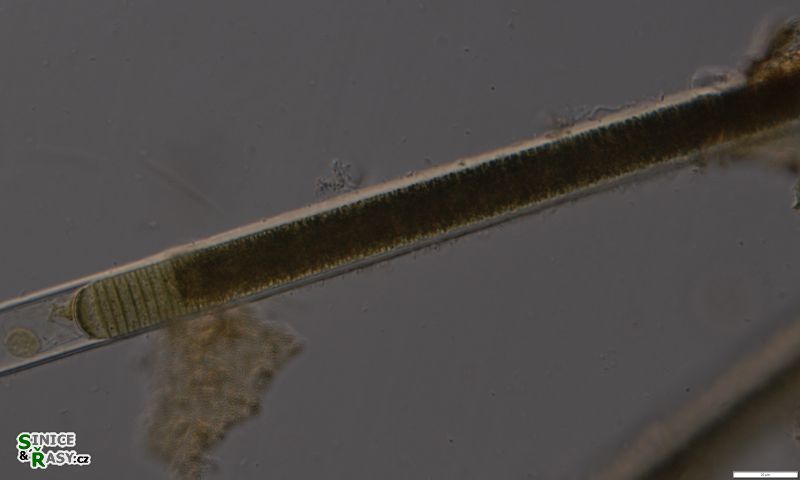 Limnoraphis hieronymusi