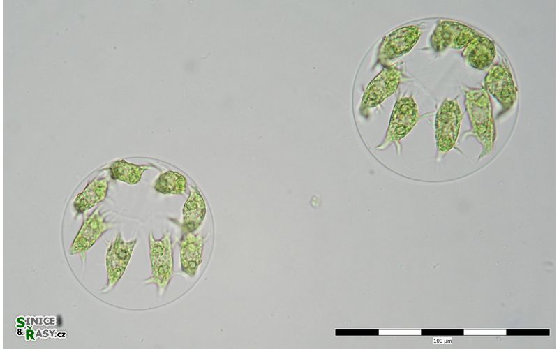 Stephanosphaera pluvialis